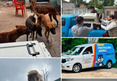 ¿Control de daños? Tras infundada acusación contra caricaturista, Ayuntamiento de Tuxtla presume rescate de perros ¿Control de daños? Tras infundada acusación contra caricaturista, Ayuntamiento de Tuxtla presume rescate de perros