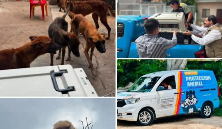 ¿Control de daños? Tras infundada acusación contra caricaturista, Ayuntamiento de Tuxtla presume rescate de perros ¿Control de daños? Tras infundada acusación contra caricaturista, Ayuntamiento de Tuxtla presume rescate de perros