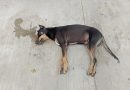 Regresa la crueldad animal a la Shanká