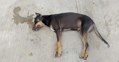 Regresa la crueldad animal a la Shanká