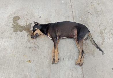 Regresa la crueldad animal a la Shanká