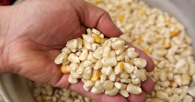 Huachicol de maíz en Chiapas deja pérdidas por más 240 toneladas